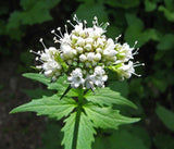 250 Valerian Heliotrope Heal All Herb (Valeriana Officinalis) Seeds Garden Plants