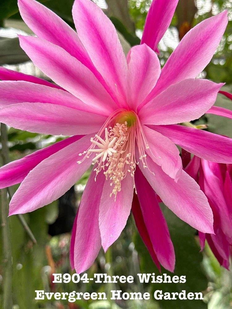 Pink orchid cactus bloom with long petals and visible stamens