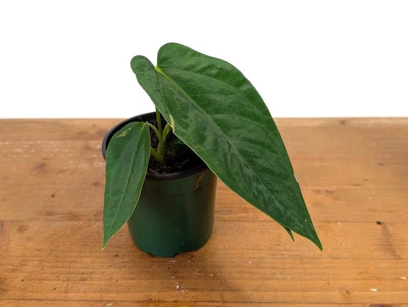 Orchid plant with broad green leaves in dark green nursery pot