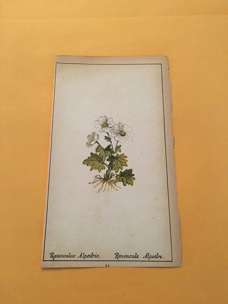 KS) 1878 Botanique Pratique Ranunculus Alpestris Original Flower Colored Print Ranunculus