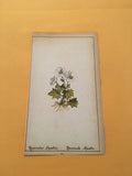 KS) 1878 Botanique Pratique Ranunculus Alpestris Original Flower Colored Print Ranunculus