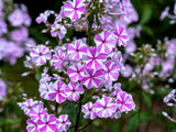 20 MEADOW PHLOX Maculata Mixed Colors Wild Sweet William Native Hummingbird Flow Flowering Plants