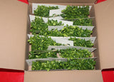 Faux Boxwood Bundle 12" Height THRESHOLD  NEW CASE OF 12 Wedding Bouquet/Floral Green Plant