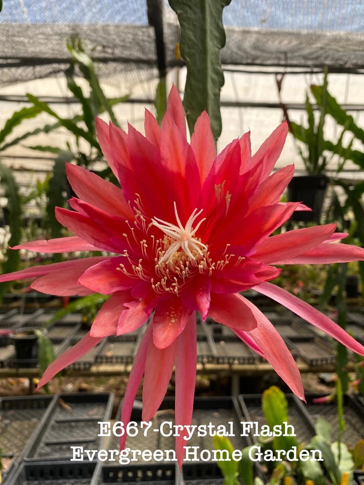 Red epiphyllum orchid cactus bloom in small starter pot