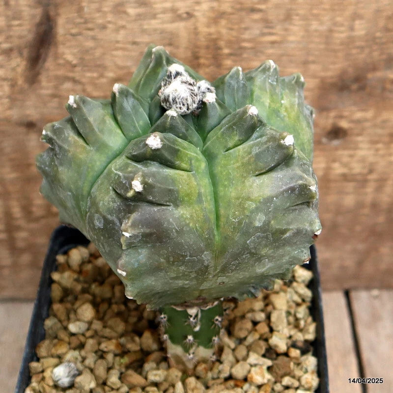 D1304 ASTROPHYTUM MYRIOSTIGMA KIKKO GRAFT pot12-H15-W11 cm MaMa Cactus Green Plant