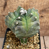 D1304 ASTROPHYTUM MYRIOSTIGMA KIKKO GRAFT pot12-H15-W11 cm MaMa Cactus Green Plant