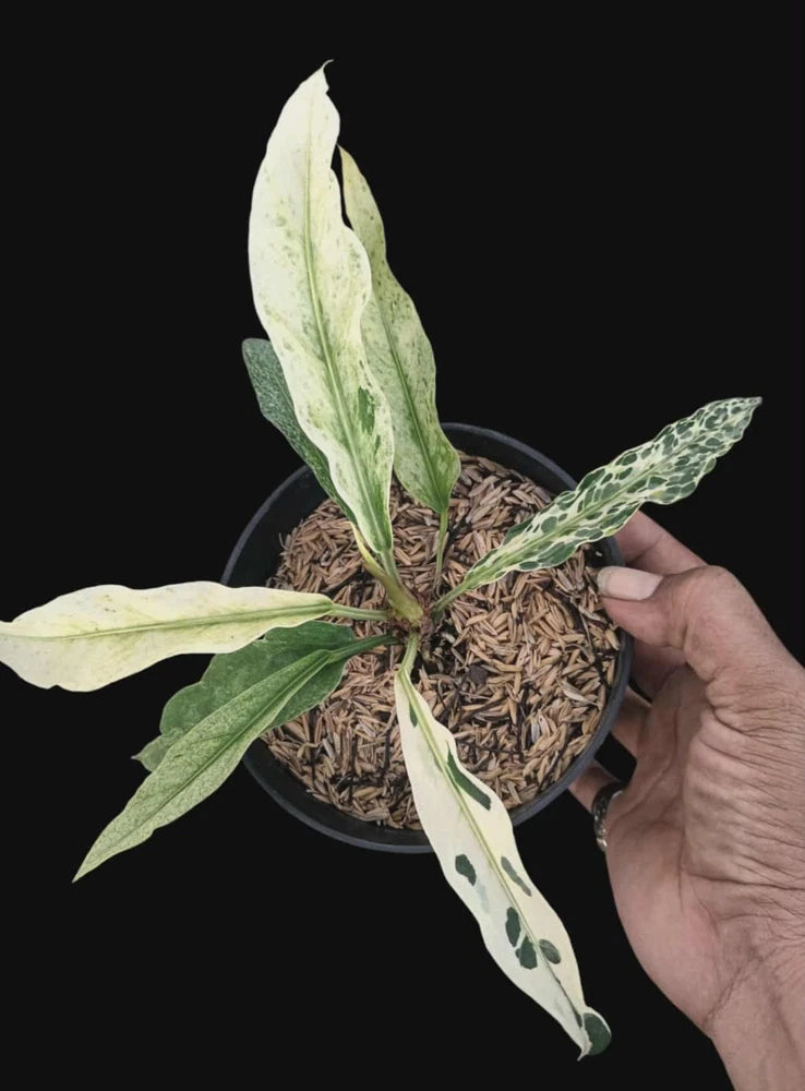 Variegated anthurium plant in small black pot, speckled green and cream leaves