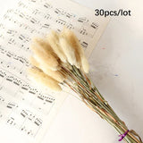 30 Pieces Bundle Natural Dried Rabbittail Pampas Grass Flower Authentic Bouquet Dried Flower
