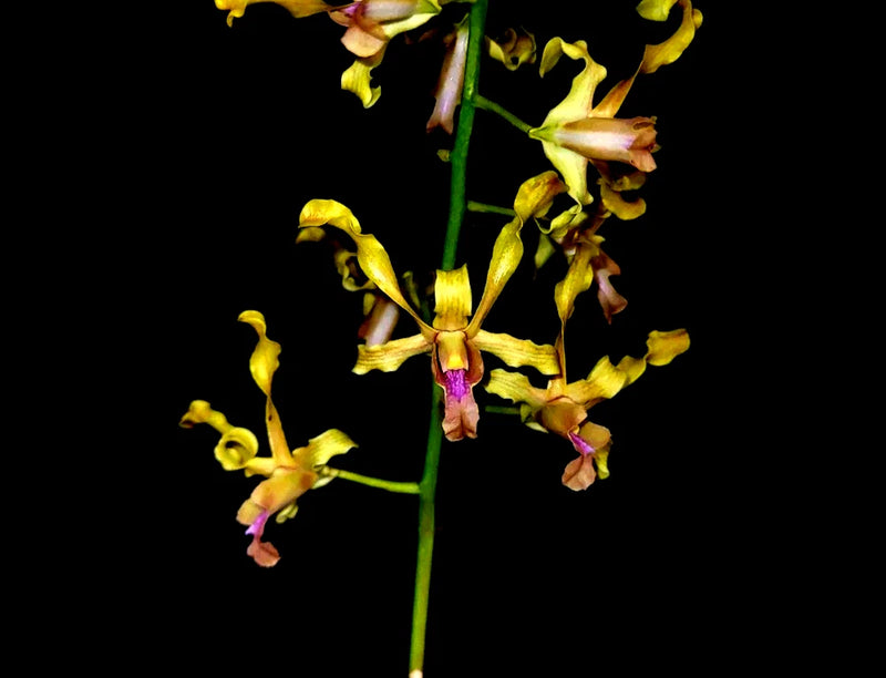 Yellow Dendrobium orchid with pink centers and ruffled blossoms on a tall stem