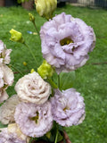 ( 4 ) Lisianthus ÔChateau BlueÕ Plugs Ð Live Starter Plant Ð Rose-Like Blooms Flowering Plants