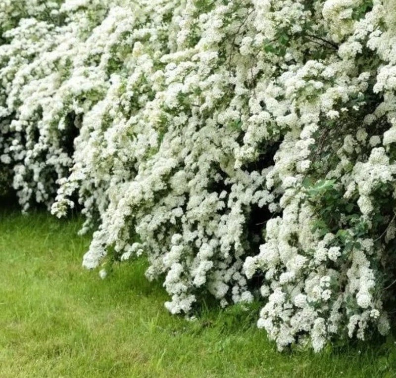 Live Vanhoutte Spirea Plant, Quart Pot, Hardy Flowering Shrub for Garden&Borders Garden Plants