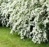 Live Vanhoutte Spirea Plant, Quart Pot, Hardy Flowering Shrub for Garden&Borders Garden Plants