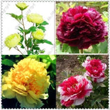 10pc Mix Color PEONY SEEDS Garden Plant Flower blossom exotic FREE shipping Garden Plants