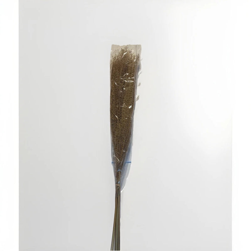 Bunch of Dry Pampas Grass 10 Stems Pack 3 Foot Pampas Grass