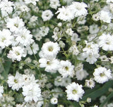 BABY'S BREATH FLOWER SEEDS 2000+ annual DWARF white WILDFLOWER garden FREE SHIP Garden Plants