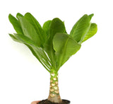 Brighamia insignis - Hawaiian palm | Cabbage on a stick Green Plant