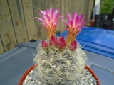 Neoporteria Nidus Senilis Cactus Plant, Fully Rooted Chilean, Spring Flowers Flowering Plants