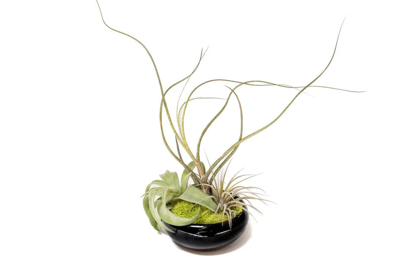 Fully Assembled Tillandsia Air Plant Dish Garden in Black Glazed Container Green Plant
