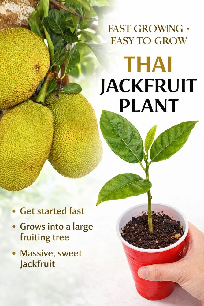 Thai Jackfruit Tree LIVE Plant | 5-8 Inches |Fast Growing Tropical Fruit Organic Green Plant