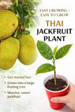 Thai Jackfruit Tree LIVE Plant | 5-8 Inches |Fast Growing Tropical Fruit Organic Green Plant