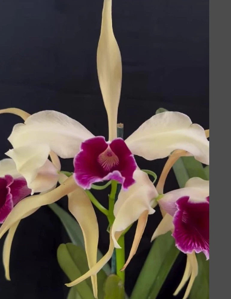 Live bare-root orchid plant with white petals and magenta-purple centers