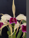 Orchid live Lc. Pacavia - bare root Orchids