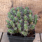 D4560 EUPHORBIA PHILLIPSIAE pot12-H14-W16 cm MaMa Cactus Green Plant