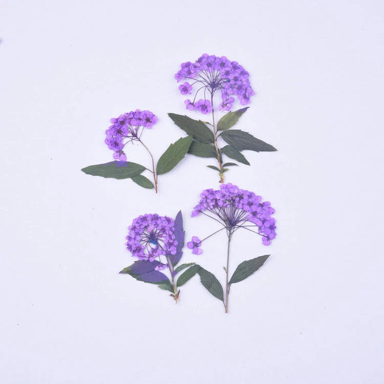 8PCS Pressed Daffodil Five Leaf Flower 9 colors dyed flower with leaf stem FCD55 Dried Flower