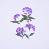 8PCS Pressed Daffodil Five Leaf Flower 9 colors dyed flower with leaf stem FCD55 Dried Flower