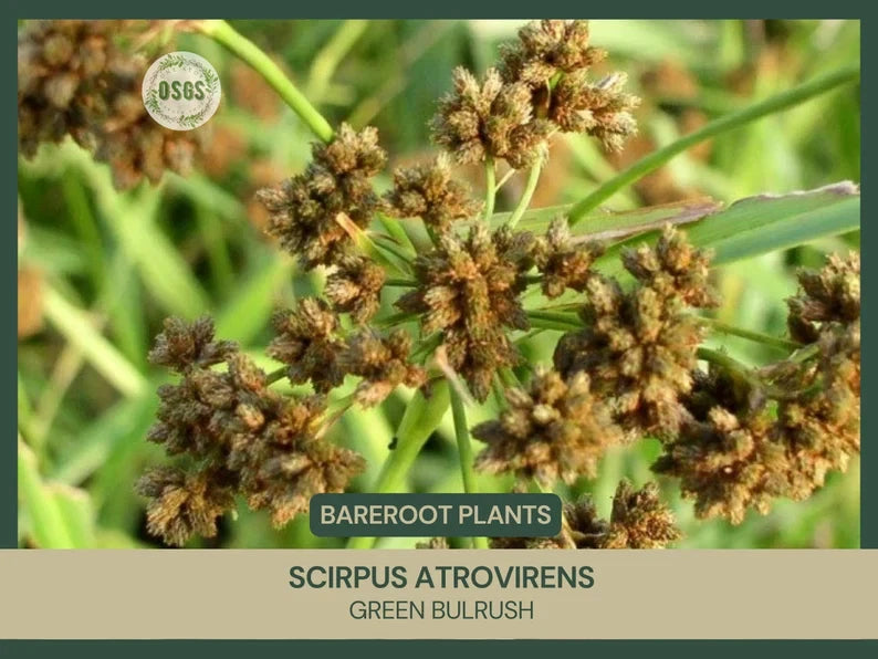Scirpus atrovirens | Green Bulrush |Bareroot |  Live Plant | Native Sedge Green Plant