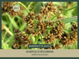 Scirpus atrovirens | Green Bulrush |Bareroot |  Live Plant | Native Sedge Green Plant