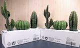 2 Sets Ikea Fejka Miniature Artificial Cactus Plants x 3 Cacti Per Set Green Plant