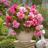 25+ Pink Tip Begonia Seeds for Garden Planting - USA - FREE SHIPPING! Garden Plants