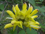 MUCUNA SLOANEI SEED RARE GOLD JADE VINE, SOUTH AMERICAN, Hamburger Sea Bean Flowering Plants