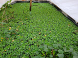 "20 to 25"  WATER LETTUCE, POND PLANTS Flowering Plants
