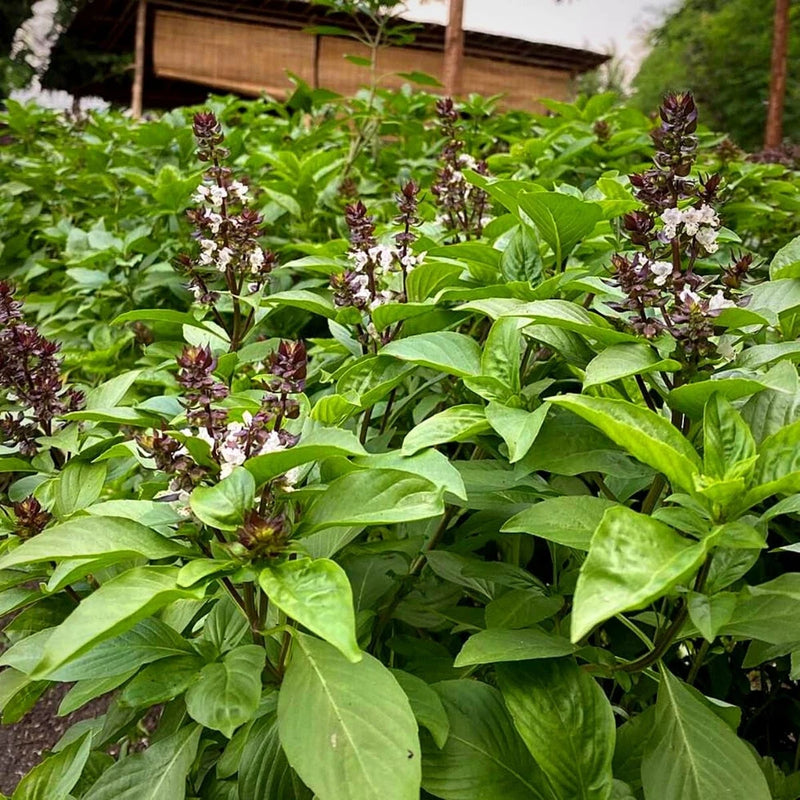150 THAI BASIL SEEDS FRESH FOR GARDENS US SELLER SHIPS QUICK Garden Plants