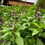 150 THAI BASIL SEEDS FRESH FOR GARDENS US SELLER SHIPS QUICK Garden Plants