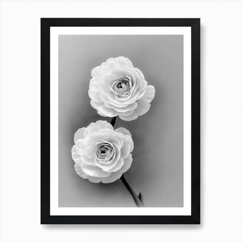 Ranunculus B&W Pencil 1 Flower Art  Framed Wall Art Poster Canvas Print Picture Ranunculus
