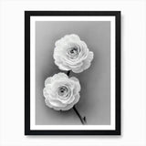 Ranunculus B&W Pencil 1 Flower Art  Framed Wall Art Poster Canvas Print Picture Ranunculus