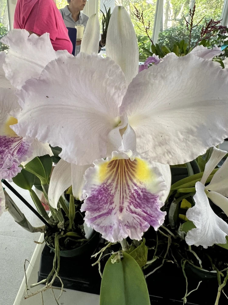White orchid plant with large ruffled blooms; purple-striped throat on one flower