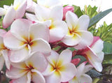 Plumeria Seeds/Flowers/Plants/GreatDiamo/Fresh 100 seeds Flowering Plants