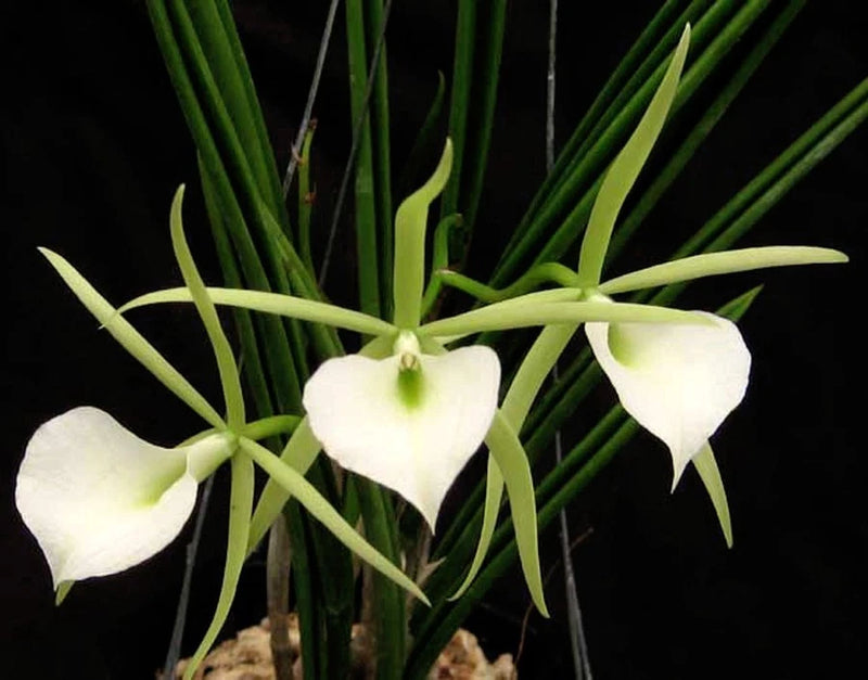 Night Fragrant Brazilian SPECIES Brassavola tuberculata Orchid Plant Orchids
