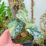 Scindapsus Mayari Variegated Ð Cream Mint Variegated Satin Foliage Grow in Pot Green Plant