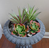 6 Plants (Agaves+ Snow Louts) Artificial Plastic Succulents Grass Green Plant