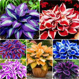 850pcs Premium Perennial Hosta Seeds, High Green, White, Blue, Variegated Garden Plants