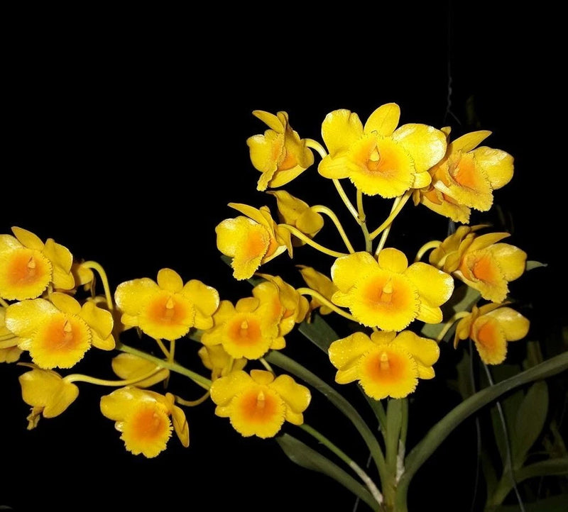 Large yellow dendrobium orchid blooms with clustered star-shaped flowers