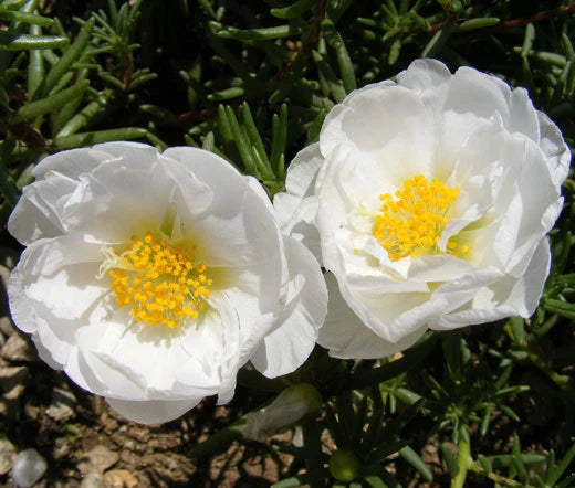 MOSS ROSE WHITE Portulaca Grandiflora - 1,250 Bulk Seeds Garden Plants