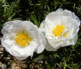 MOSS ROSE WHITE Portulaca Grandiflora - 1,250 Bulk Seeds Garden Plants