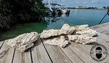 15lbs ARK Large Premium Natural Shelf Rock Anemone