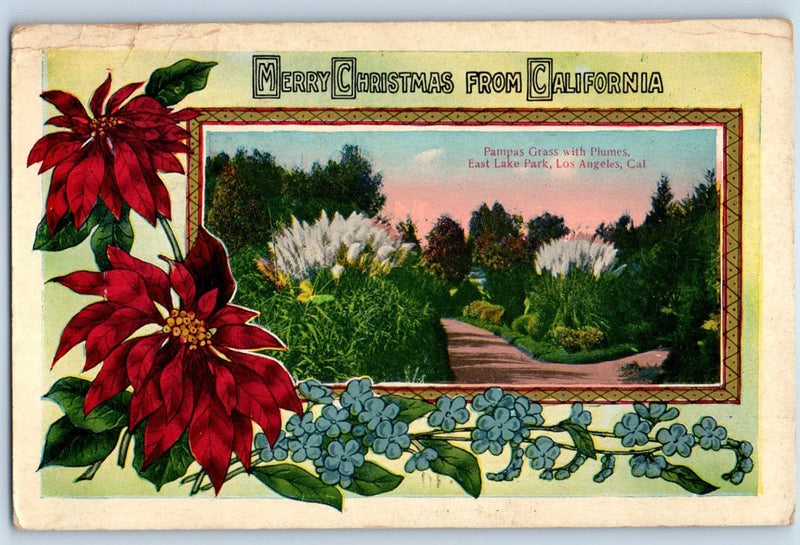 c1910's Christmas Pampas Grass With Plumes Los Angeles CA Poinsettia Postcard Pampas Grass